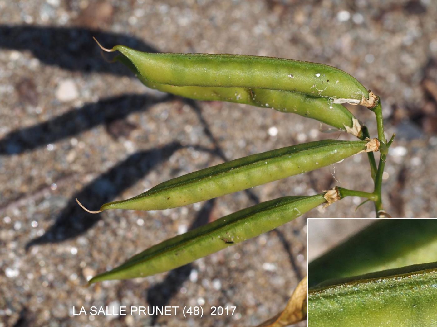 Everlasting-pea, Narrow-leaved fruit